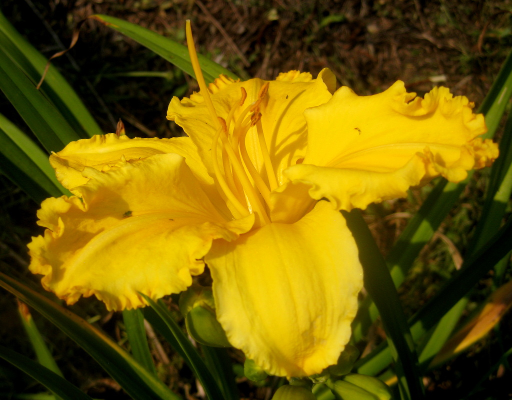 Hemerocallis 'Uncontrolable Urge'